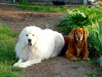 Aiko's dogs - Thomas and Maggie.